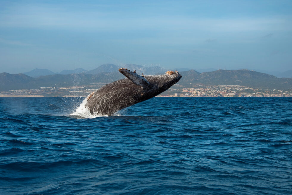 January in Cabo: Whale Season and Winter Travel